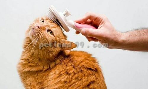 آموزشگاه آرایش گربه