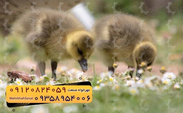 ???????????? *جوجه اُردک گوشتی*????????????