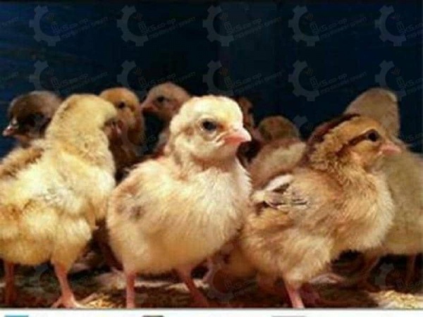 ???????????? *جوجه مرغ بومی*????????????
