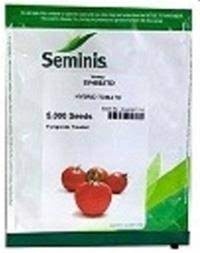 فروش بذر گوجه فرنگی SV 4592 سمینیس