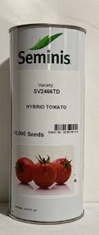 فروش بذر گوجه 2466 sv