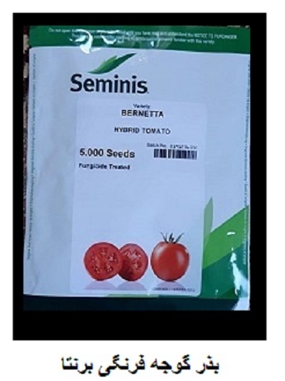 فروش بذر گوجه برنتا ( بذر  سمینیس )